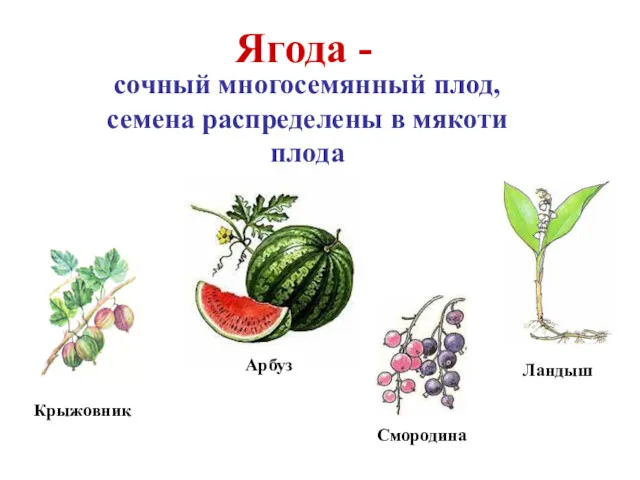 Арбуз Крыжовник Ягода - сочный многосемянный плод, семена распределены в мякоти плода Смородина Ландыш