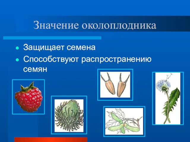 Значение околоплодника Защищает семена Способствуют распространению семян