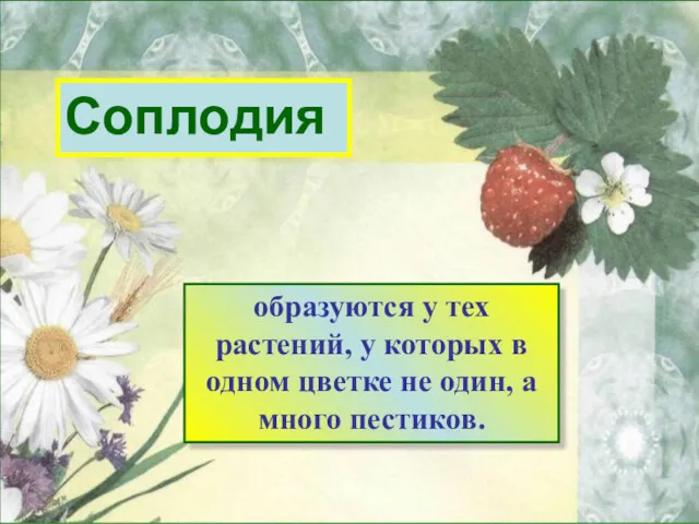 Соплодия образуются у тех растений, у которых в одном цветке не один, а много пестиков.