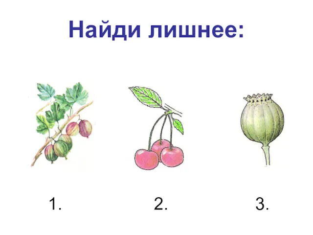 Найди лишнее: 1. 2. 3.