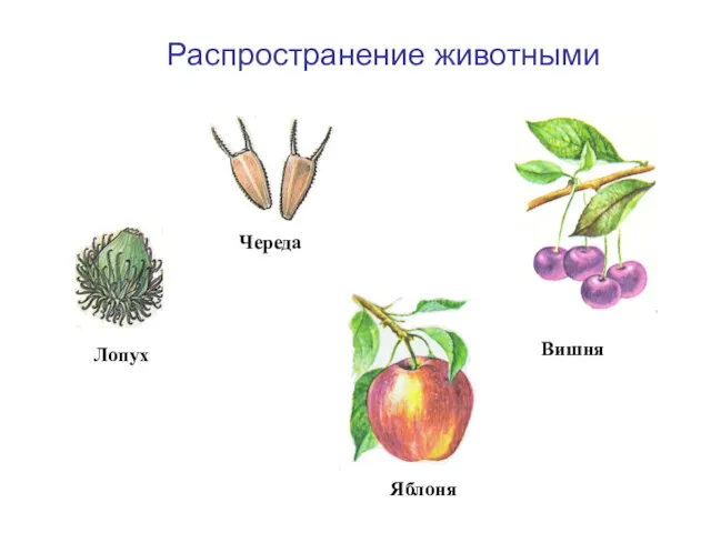 Лопух Череда Распространение животными Вишня Яблоня