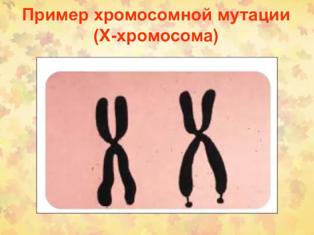 Пример хромосомной мутации (Х-хромосома)