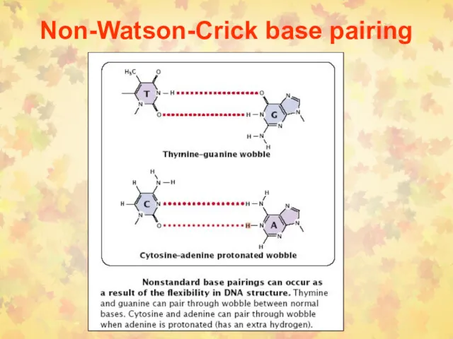 Non-Watson-Crick base pairing