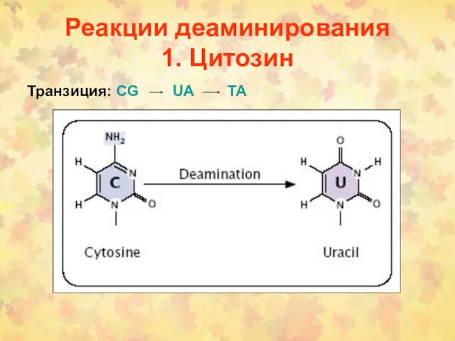 Реакции деаминирования 1. Цитозин Транзиция: CG UA TA