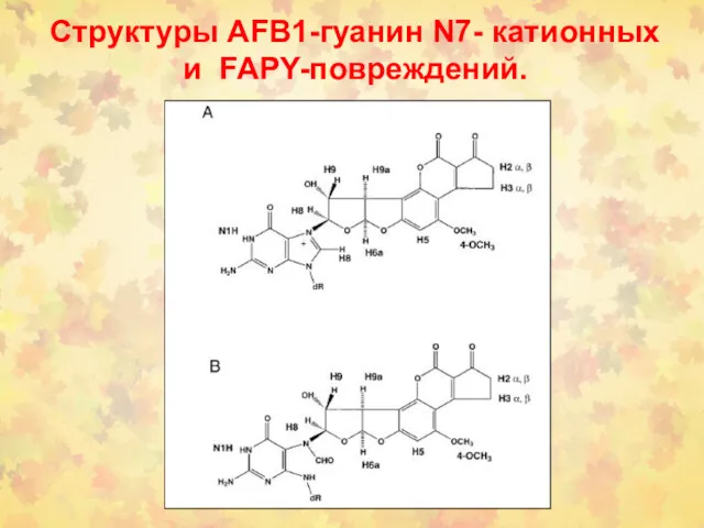 Структуры AFB1-гуанин N7- катионных и FAPY-повреждений.