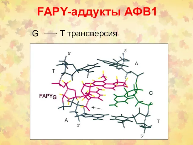 FAPY-аддукты АФВ1 G T трансверсия