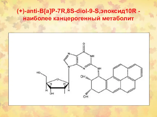 (+)-anti-B[a]P-7R,8S-diol-9-S,эпоксид10R - наиболее канцерогенный метаболит