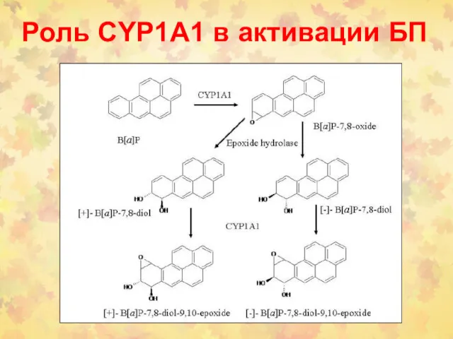 Роль CYP1A1 в активации БП