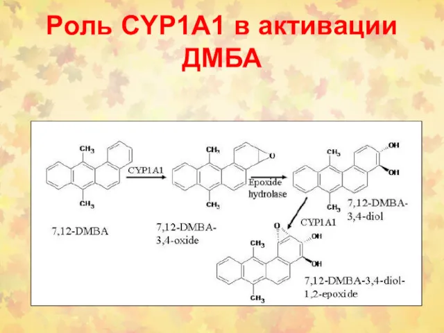 Роль CYP1A1 в активации ДМБА
