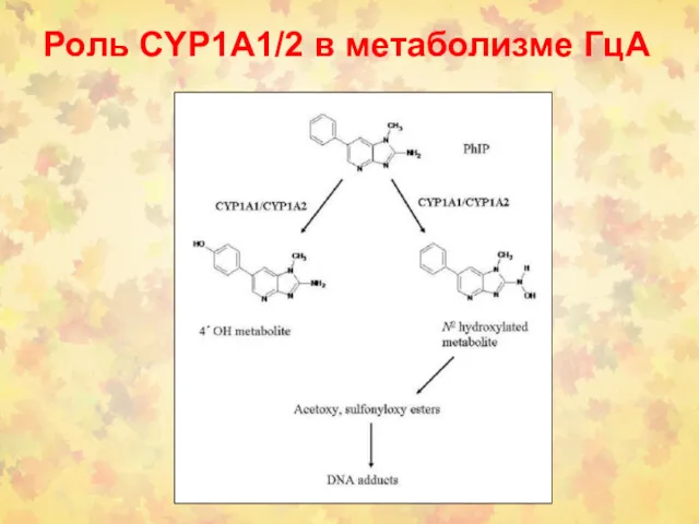Роль CYP1A1/2 в метаболизме ГцА