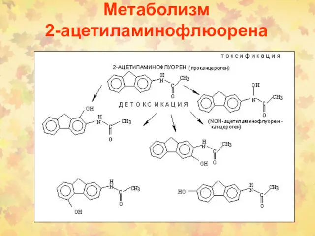 Метаболизм 2-ацетиламинофлюорена
