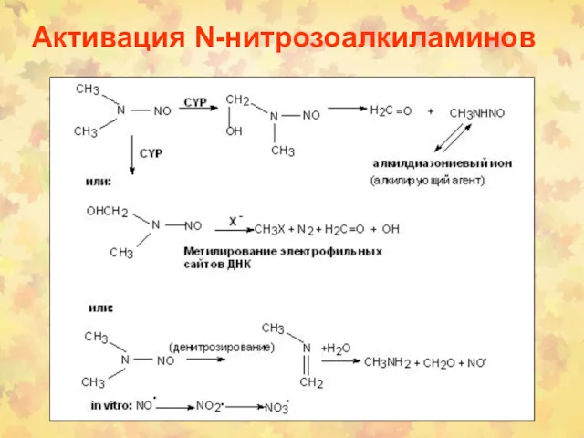 Активация N-нитрозоалкиламинов