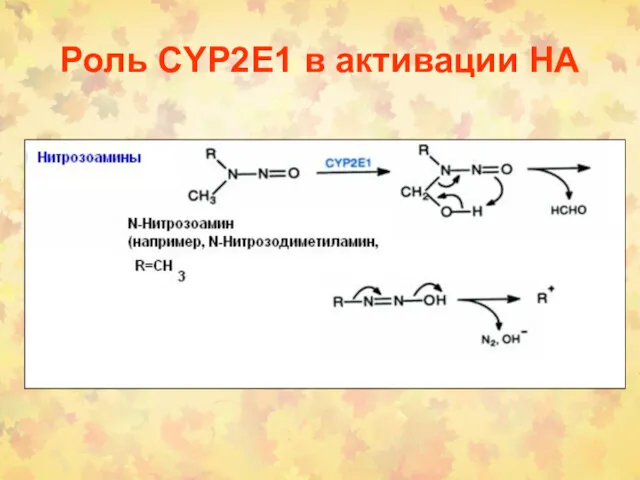 Роль CYP2E1 в активации НА