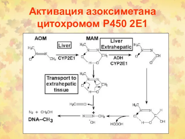 Активация азоксиметана цитохромом Р450 2Е1