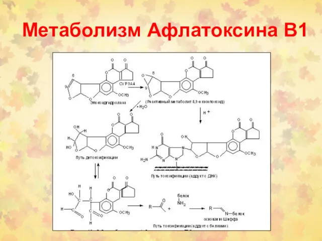 Метаболизм Афлатоксина В1