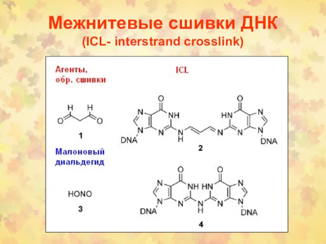 Межнитевые сшивки ДНК (ICL- interstrand crosslink)