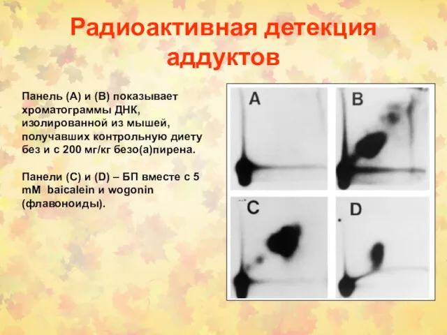 Радиоактивная детекция аддуктов Панель (A) и (B) показывает хроматограммы ДНК,