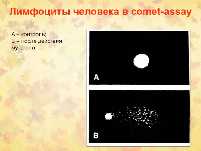 Лимфоциты человека в comet-assay А – контроль; В – после действия мутагена