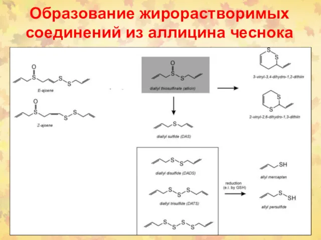 Образование жирорастворимых соединений из аллицина чеснока