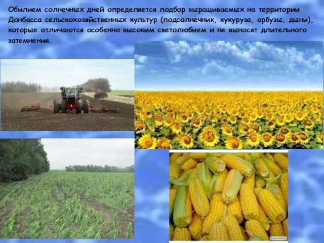 Обилием солнечных дней определяется подбор выращиваемых на территории Донбасса сельскохозяйственных культур (подсолнечник, кукуруза,
