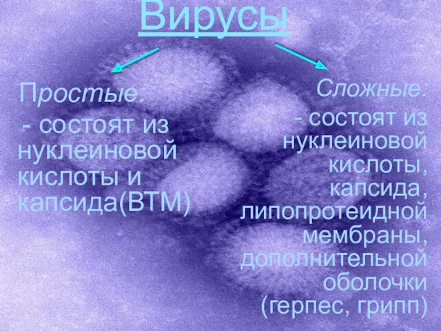 Вирусы Простые: - состоят из нуклеиновой кислоты и капсида(ВТМ) Сложные: