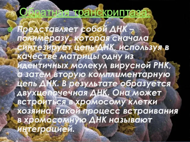 Обратная транскриптаза: Представляет собой ДНК – полимеразу, которая сначала синтезирует