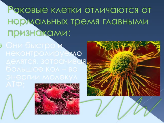 Они быстро и неконтролируемо делятся, затрачивая большое кол – во энергии молекул АТФ;