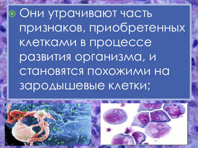 Они утрачивают часть признаков, приобретенных клетками в процессе развития организма, и становятся похожими на зародышевые клетки;