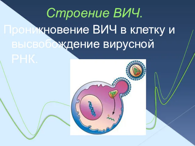 Строение ВИЧ. Проникновение ВИЧ в клетку и высвобождение вирусной РНК.