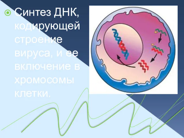 Синтез ДНК, кодирующей строение вируса, и ее включение в хромосомы клетки.