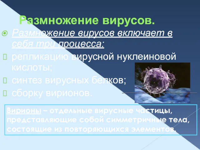 Размножение вирусов. Размножение вирусов включает в себя три процесса: репликацию