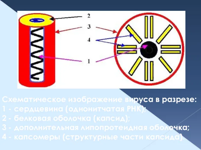 Схематическое изображение вируса в разрезе: 1 - сердцевина (однонитчатая РНК);