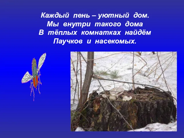 Каждый пень – уютный дом. Мы внутри такого дома В тёплых комнатках найдём Паучков и насекомых.