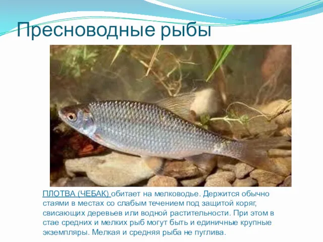 Пресноводные рыбы ПЛОТВА (ЧЕБАК) обитает на мелководье. Держится обычно стаями в местах со