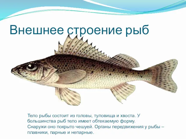Внешнее строение рыб Тело рыбы состоит из головы, туловища и хвоста. У большинства