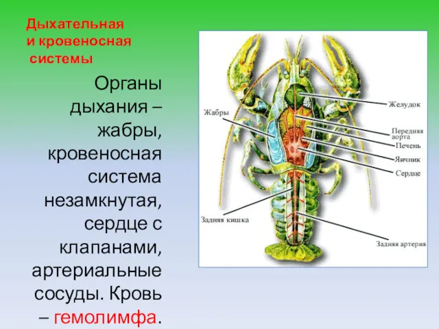 Дыхательная и кровеносная системы Органы дыхания – жабры, кровеносная система