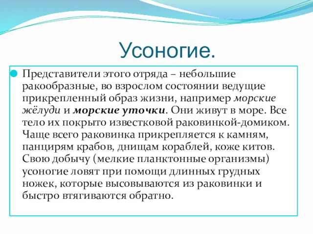 Усоногие. Представители этого отряда – небольшие ракообразные, во взрослом состоянии