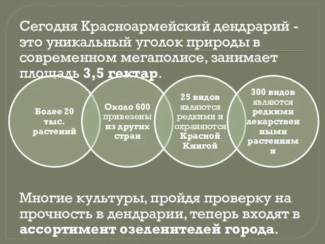 Сегодня Красноармейский дендрарий - это уникальный уголок природы в современном