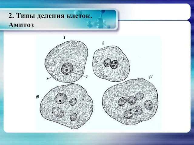 2. Типы деления клеток. Амитоз