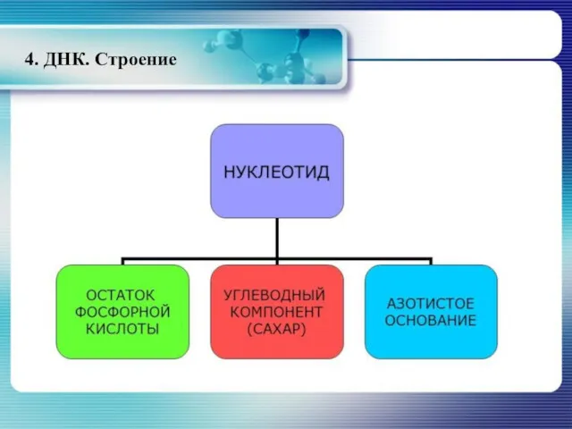 4. ДНК. Строение