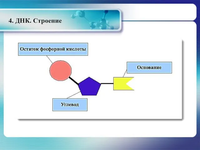 4. ДНК. Строение