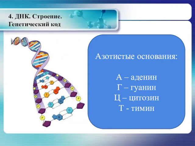 4. ДНК. Строение. Генетический код Азотистые основания: А – аденин Г – гуанин