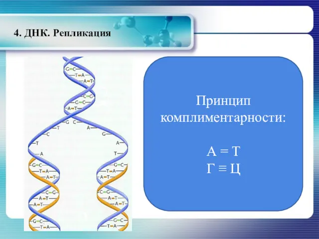 4. ДНК. Репликация Принцип комплиментарности: А = Т Г ≡ Ц