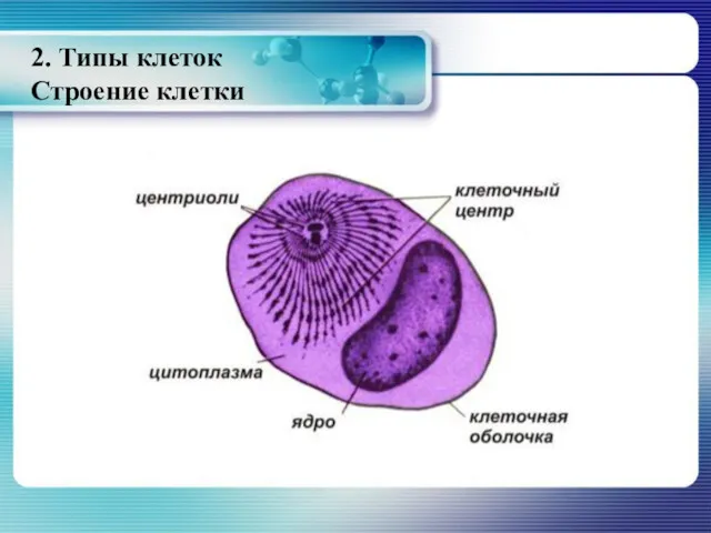 2. Типы клеток Строение клетки