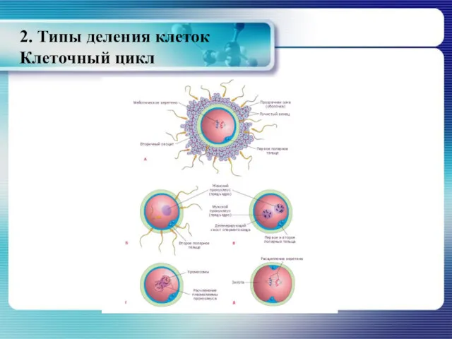 2. Типы деления клеток Клеточный цикл