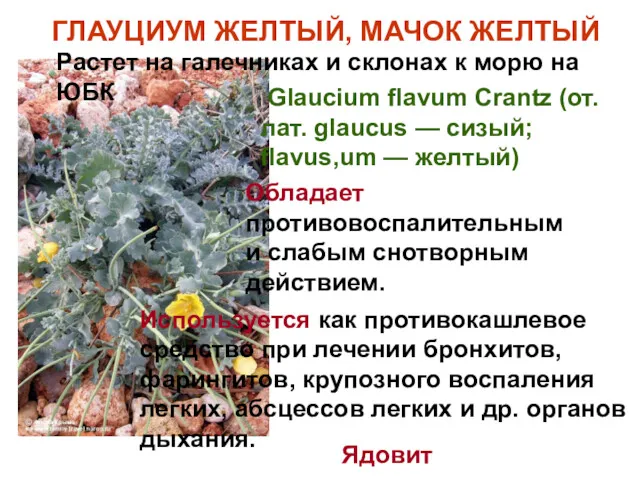 ГЛАУЦИУМ ЖЕЛТЫЙ, МАЧОК ЖЕЛТЫЙ Glaucium flavum Crantz (от. лат. glaucus