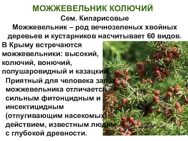 МОЖЖЕВЕЛЬНИК КОЛЮЧИЙ Сем. Кипарисовые Можжевельник – род вечнозеленых хвойных деревьев