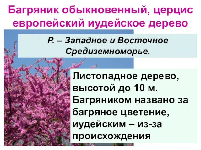 Багряник обыкновенный, церцис европейский иудейское дерево Р. – Западное и