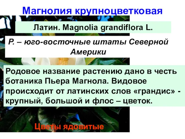 Магнолия крупноцветковая Р. – юго-восточные штаты Северной Америки Родовое название