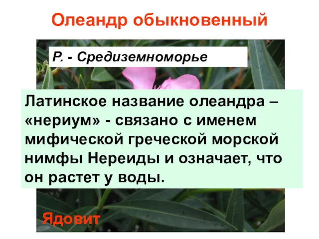 Олеандр обыкновенный Р. - Средиземноморье Латинское название олеандра – «нериум»